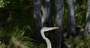 Le grand héron : Un oiseau de grande envergure!