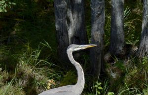 Le grand héron : Un oiseau de grande envergure!
