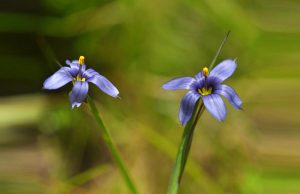 Un brin d’herbe coloré