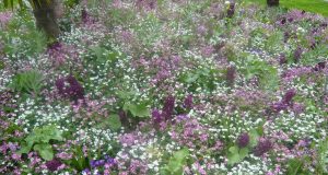 Chronique horticole no 1 : Le tapis de fleurs