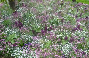 Chronique horticole no 1 : Le tapis de fleurs