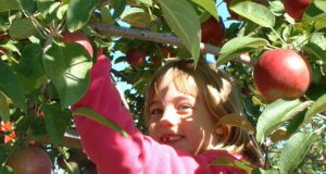 Le Club des Val-Heureux s’en va aux pommes