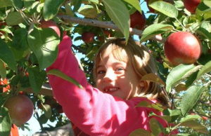 Le Club des Val-Heureux s’en va aux pommes