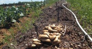 Initiation au compostage et à la culture de champignons