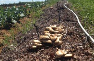 Initiation au compostage et à la culture de champignons