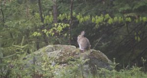 La grande (et la petite) histoire de notre Parc (partie 2)