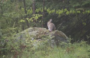 La grande (et la petite) histoire de notre Parc (partie 2)