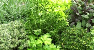 Les herbes du potager, une richesse inouïe…