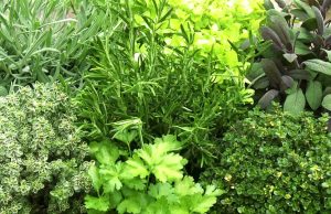 Les herbes du potager, une richesse inouïe…