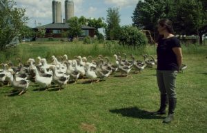 Projection gratuite du film La ferme et son État à Val-David