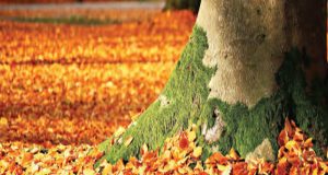 Régie incendie des Monts