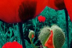 Tirage d’une oeuvre de Bonnie Baxter