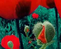 Tirage d’une oeuvre de Bonnie Baxter