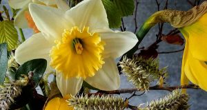 Horticulture : Créer un bouquet de fleurs
