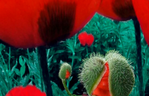 Tirage d’une oeuvre de Bonnie Baxter