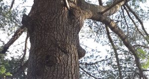 Entretiens – Sous les grands pins