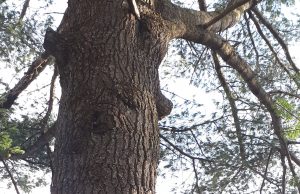 Entretiens – Sous les grands pins