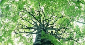 Au-delà des objectifs à atteindre : comment faire?