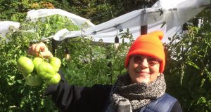 Occupations pandémiques : Les tomates de Bonnie Baxter