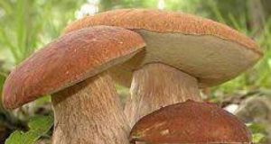 Cours d’initiation aux champignons sauvages