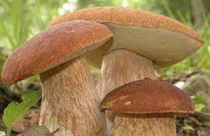 Cours d’initiation aux champignons sauvages