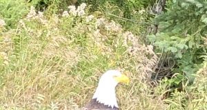 Un pygargue à tête blanche aperçu à Val-Morin