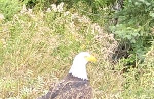 Un pygargue à tête blanche aperçu à Val-Morin