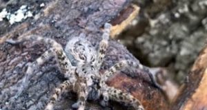 Une araignée unique : la dolomède