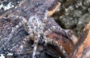 Une araignée unique : la dolomède