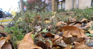 Cet automne, laissez des feuilles mortes faire leur travail!