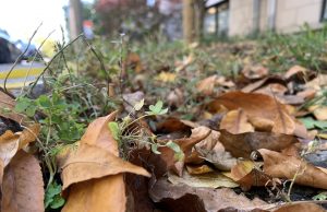 Cet automne, laissez des feuilles mortes faire leur travail!