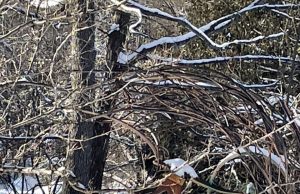 Et sur la branche du présent…