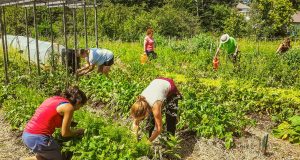 Cultiver Val-David : Inscriptions et AGA