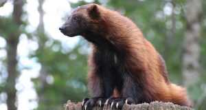 Jeunes journalistes : Les animaux en voie de disparition