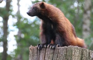 Jeunes journalistes : Les animaux en voie de disparition