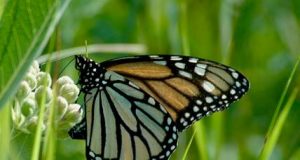 Donnez un « coup de pouce vert » aux espèces indigènes dans votre voisinage