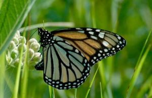 Donnez un « coup de pouce vert » aux espèces indigènes dans votre voisinage