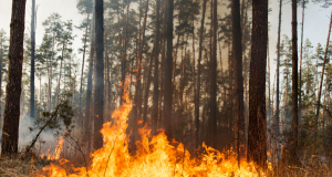 Au printemps, le brûlage des rebuts, c’est NON!