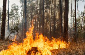 Au printemps, le brûlage des rebuts, c’est NON!