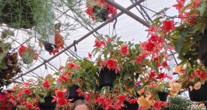 Achat local, choix qualité : Dominique sans frontières