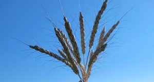 Richard Marleau, l’ami quotidien et essentiel