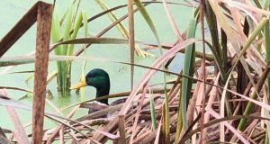 À l’eau, canards!