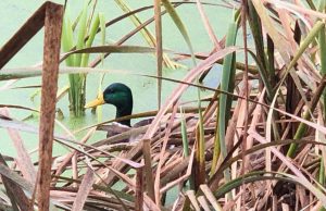 À l’eau, canards!