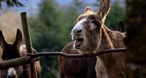 Frédéric Barrette présente son film Bonnet D’Hômme