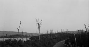 Album souvenir – Les feux de forêt de 1903