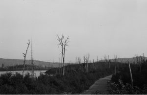 Album souvenir – Les feux de forêt de 1903