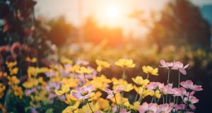 Immobilier – L’été chez nous!