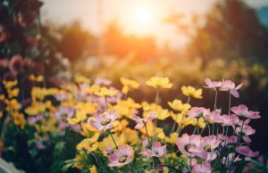 Immobilier – L’été chez nous!