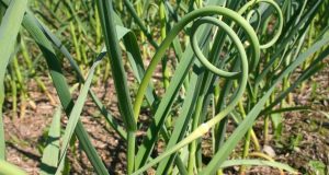 Juin, cuisiner sans recette