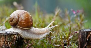 Une lettre qui se prend pour une autre…